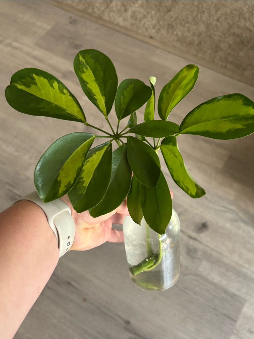 Variegated Dwarf Umbrella Tree (Schefflera Arboricola) Cutting